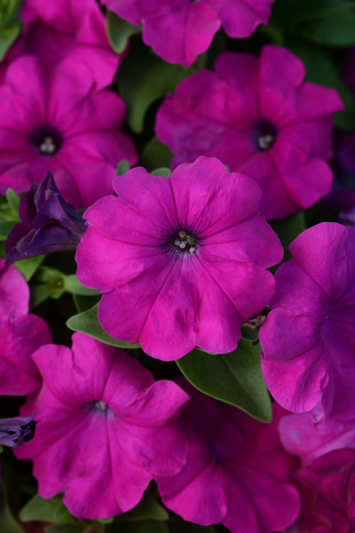 Petunia  Compact GrowingPetunia Lo Rider Multiflora Series F1 Violet   20 semien