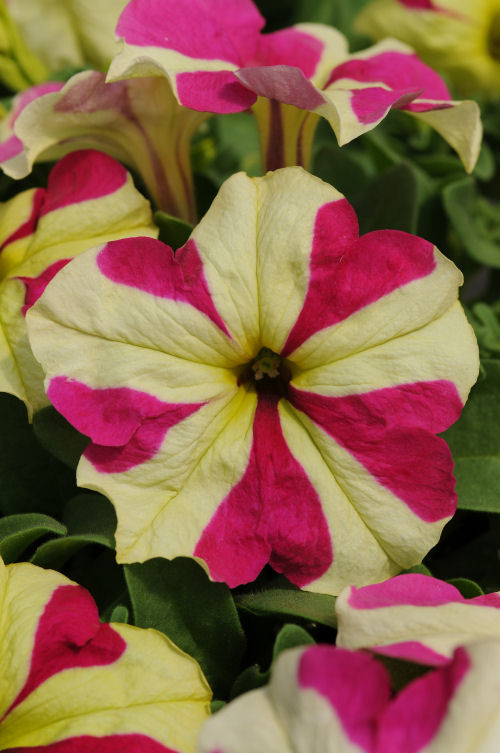 Petunia Grandiflora Single Sophistica Collection F1 Lime Bicolor   1000 semien