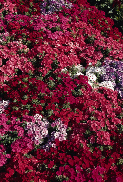 Phlox drummondii 21st Century Series (Flox) Mix 1000 semien