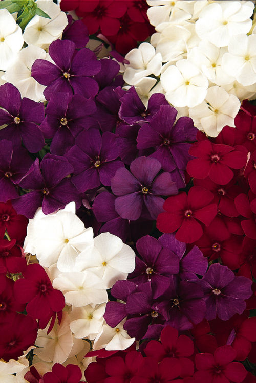 Phlox drummondii 21st Century Series (Flox) Mix Patriot 1000 semien