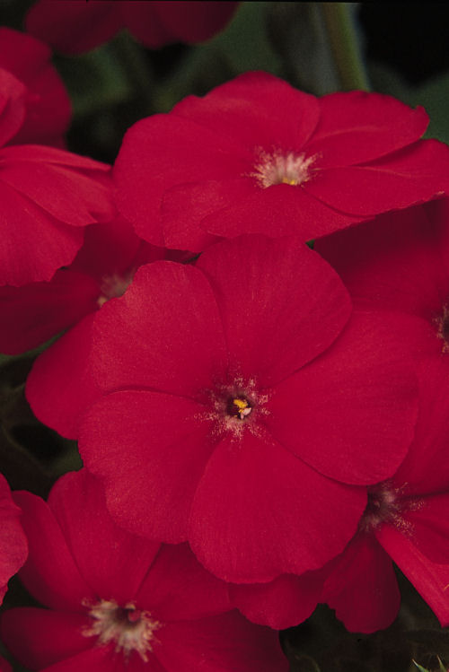 Phlox drummondii 21st Century Series (Flox) Scarlet 1000 semien