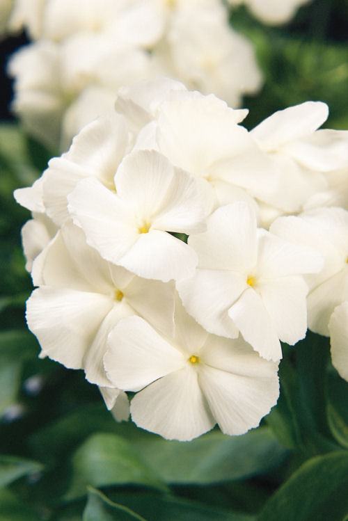 Phlox drummondii 21st Century Series (Flox) White 1000 semien