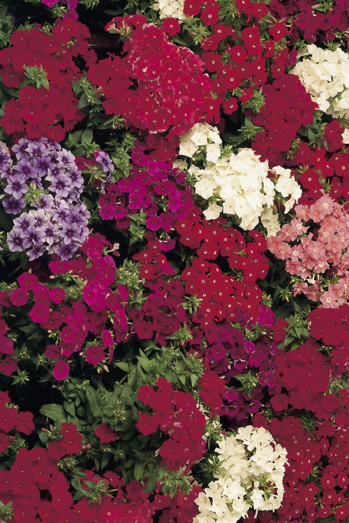Phlox drummondii Ethnie Series (Flox) Mix 1000 semien
