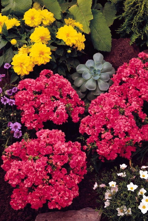 Phlox drummondii Promise Series (Flox) Pink 1000 semien