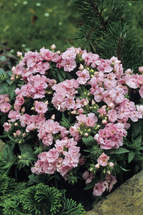 Phlox drummondii Promise Series (Flox) Rose 1000 semien