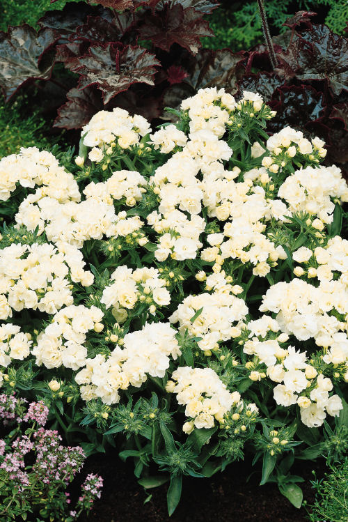Phlox drummondii Promise Series (Flox) White 1000 semien