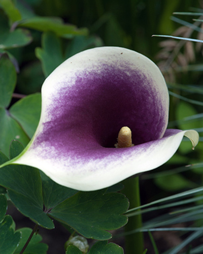 ZANTEDESCHIA PICASSO 25 kusov
