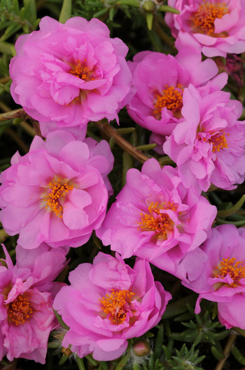 Trailing Portulaca grandiflora Happy Trails Series F1 Pink (Portulaka previslá, Šrucha) 2000 semien