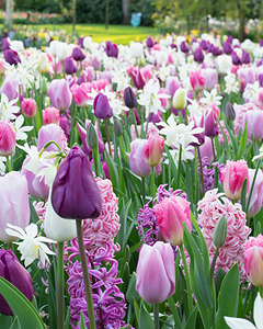 Zmes Purplish, 100 kusov  