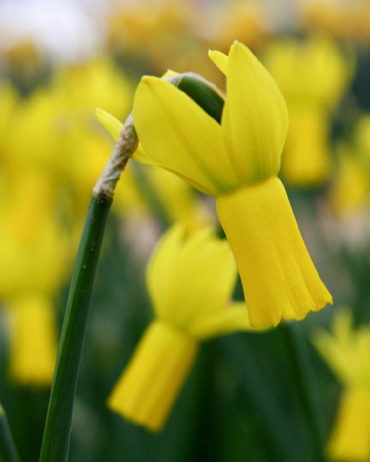 Narcis species Rapture 10/12, 100 kusov  