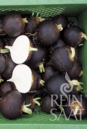 BIO semená čierna reďkev Wiener Runde Kohlschwarzer 5 g