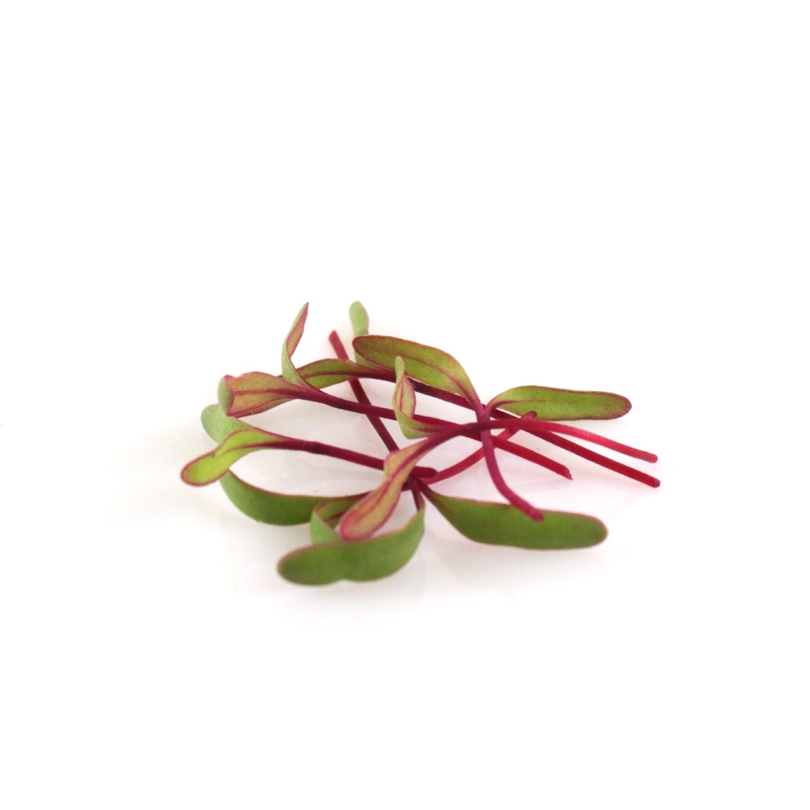 Červená repa semená na mikrozeleninu 5 kg