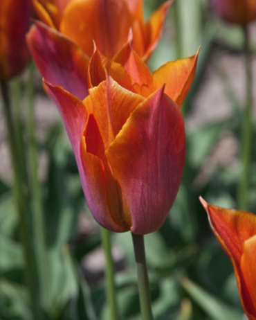 Tulipán triumph Request 12/+, 100 kusov  