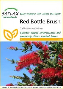 12326-callistemon-citrinus-seed-package-front-cr-english