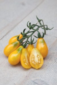 Paradajky, rajciny žlté, hruškovité rajciny, Yellow Pearshaped,