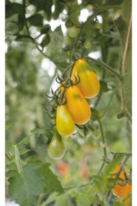 Paradajky, rajciny žlté, hruškovité rajciny, Yellow Pearshaped,