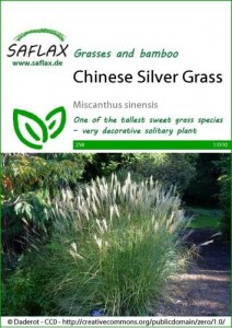 13310-miscanthus-sinensis-seed-package-front-cr-english