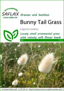 13312-lagurus-ovatus-seed-package-front-cr-english