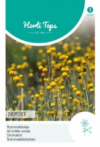  Craspedia globosa, semená kraspédie, semená craspedia,