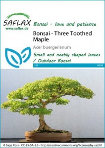 14998-acer-buergerianum-seed-package-front-cr-english