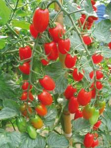 rajciak sorbetto.jpg