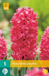 hyacint, ruzovy hyacint, cibuloviny, kvety, cibulky kvetov, kvetove cibule