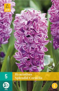 hyacint, kvetove cibulky, cibuloviny, kvety, cibule hyacintov, cubuloviny