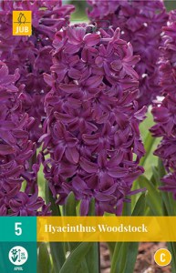 fialovy hyacint, cibuloviny, cibule kvetov, cibulky kvetov, kvety, hyacinty