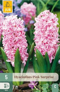 ruzovy hyacint, cibuloviny, cibuky kvetov, kvetove cibulky, kvety