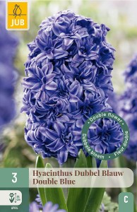 hyacinty, cibule hyacintov, modry hyacint, royal navy, cibuloviny