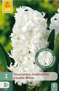 hyacinty, cibule hyacintov, modry hyacint, royal navy, cibuloviny