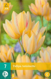 Cibuloviny, tulipány, Tulipán Antoinette