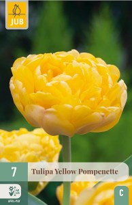 Cibuloviny, tulipány, Tulipán Yellow Popenette