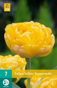 Cibuloviny, tulipány, Tulipán Yellow Popenette