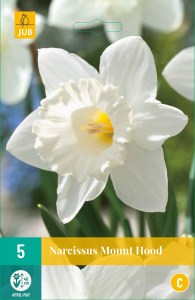 biely narcis, narcis, narcisy, kvety, cibuloviny, mount hood