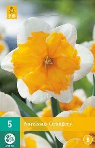 Narcis, Orangery, cibuloviny, narcisy, cibulky kvetov, kvety