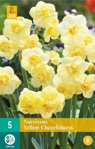 narcisy, narcis, cibuloviny, kvety, yellow cheerfulness