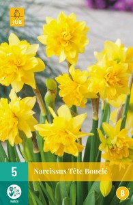 narcisy, narcis tete a tete, zlty narcis, zlte kvety, kvety, cibuloviny, cibulky kvetov