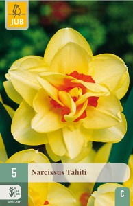 zlty narcis, kvety, cibuloviny, narcisy, jarne kvety