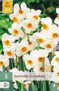 Geranium, narcis, narcisy, cibuloviny, biely narcis, kvet, jarne kvety