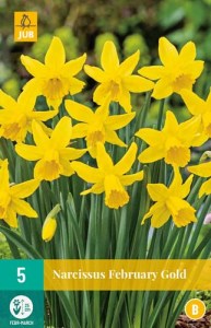 february gold, narcisy, cibuloviny, kvety, narcis