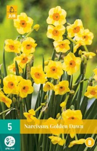 golden dawn, narcis, cibuloviny, kvety, kvetove cibule, zlte kvety
