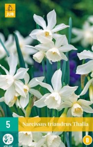 biely narcis, cibuloviny, white marvel, kvety, cibulky kvetov,
