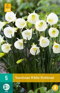 biely narcis, cibuloviny, white marvel, kvety, cibulky kvetov,