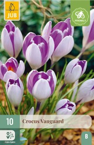 fialkový krokus, krokusy, krokusky, krokus, šafrán, cibuloviny,