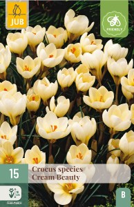 Krokus Cream Beauty, kremovy krokus, krokus, cibuloviny, kvety,