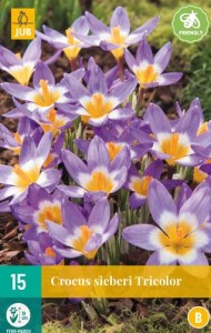 krokusy, krokus iberi tricolor, trojfarebny krokus, cibuloviny, kvety,