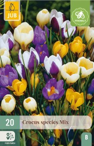 krokus, cibuloviny, kvety, krokusy