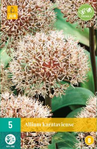 okrasny cesnak,kvety, cibuloviny, cibule kvetov, Allium Karataviense