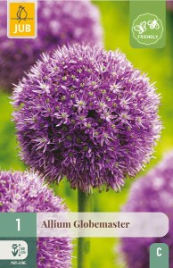 kvety, Cibuloviny, Okrasný Cesnak Allium Globemaster, kvetove cibulky,